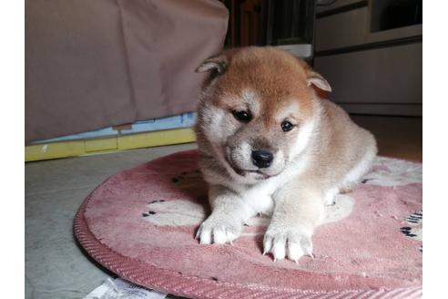 成約済の千葉県の柴犬-123726の5枚目