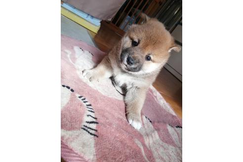 成約済の千葉県の柴犬-123725の2枚目