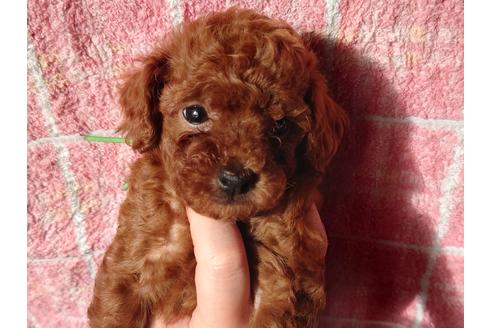 子犬