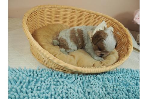 成約済の埼玉県のキャバリアキングチャールズスパニエル-127468の2枚目