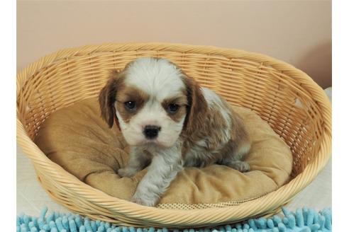 成約済の埼玉県のキャバリアキングチャールズスパニエル-127469の4枚目