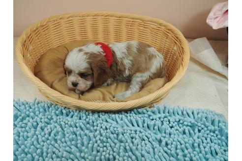 成約済の埼玉県のキャバリアキングチャールズスパニエル-127469の3枚目