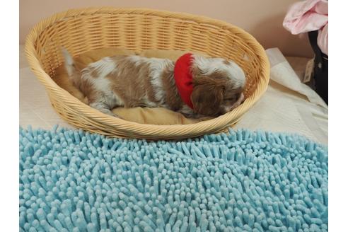 成約済の埼玉県のキャバリアキングチャールズスパニエル-127469の2枚目