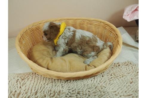 成約済の埼玉県のキャバリアキングチャールズスパニエル-127470の3枚目