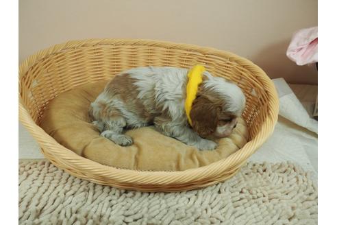 成約済の埼玉県のキャバリアキングチャールズスパニエル-127470の2枚目