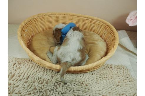 成約済の埼玉県のキャバリアキングチャールズスパニエル-127473の4枚目