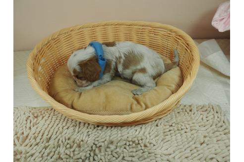 成約済の埼玉県のキャバリアキングチャールズスパニエル-127473の3枚目