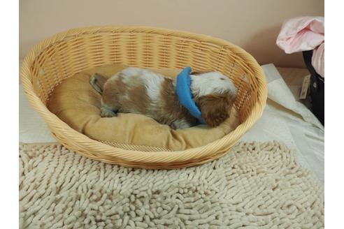 成約済の埼玉県のキャバリアキングチャールズスパニエル-127473の2枚目