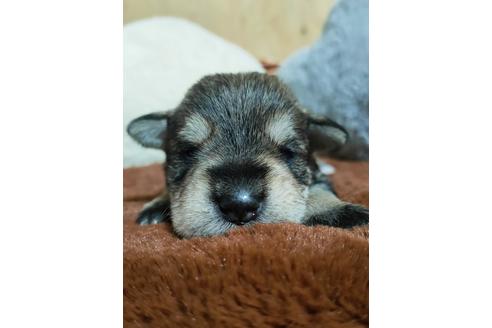 成約済の埼玉県のミニチュアシュナウザー-125716の1枚目