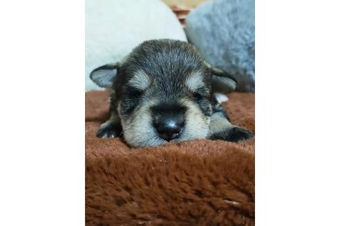 成約済の埼玉県のミニチュアシュナウザー-125716の4枚目