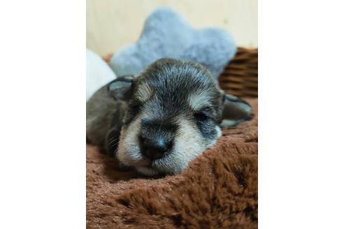 成約済の埼玉県のミニチュアシュナウザー-125716の3枚目