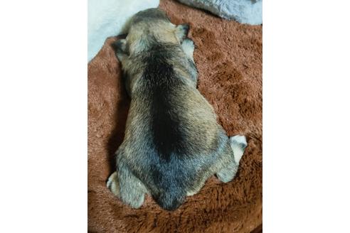 成約済の埼玉県のミニチュアシュナウザー-125716の2枚目