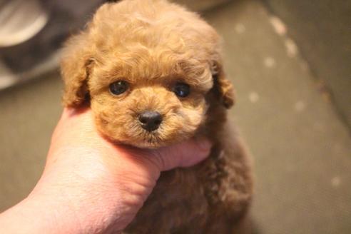 成約済の奈良県のトイプードル-127549