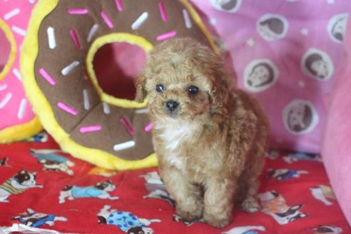 成約済の奈良県のトイプードル-127549の5枚目