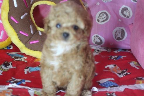 成約済の奈良県のトイプードル-127549の4枚目