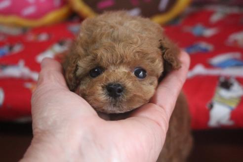 成約済の奈良県のトイプードル-127549の3枚目