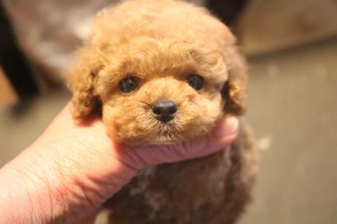 成約済の奈良県のトイプードル-127549の2枚目