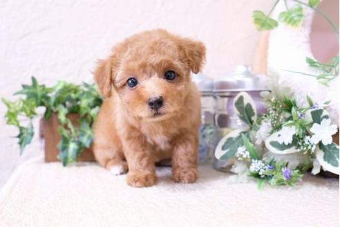 成約済の滋賀県のトイプードル-126088