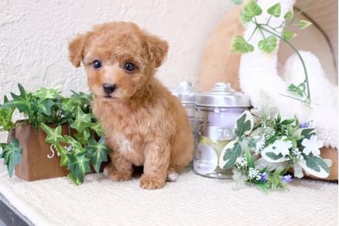 成約済の滋賀県のトイプードル-126088の5枚目