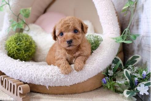 成約済の滋賀県のトイプードル-126088の3枚目