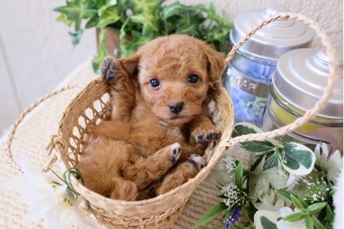 成約済の滋賀県のトイプードル-126088の2枚目