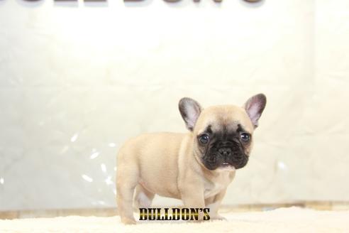 成約済の東京都のフレンチブルドッグ-127564の1枚目