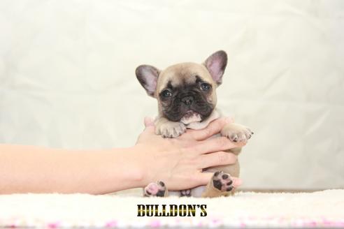 成約済の東京都のフレンチブルドッグ-127564の7枚目