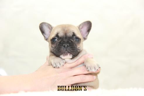 成約済の東京都のフレンチブルドッグ-127564の6枚目