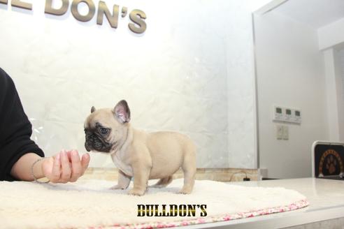 成約済の東京都のフレンチブルドッグ-127564の5枚目