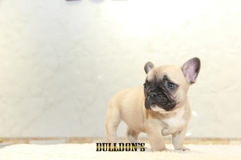 成約済の東京都のフレンチブルドッグ-127564の4枚目