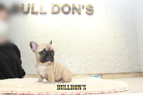 成約済の東京都のフレンチブルドッグ-127564の3枚目