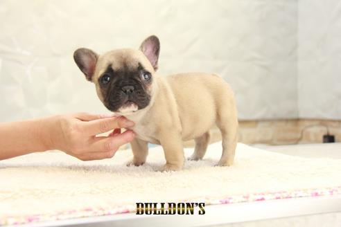 成約済の東京都のフレンチブルドッグ-127564の2枚目