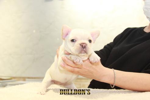 成約済の東京都のフレンチブルドッグ-127569の6枚目