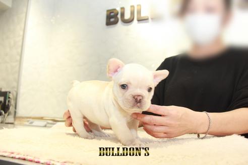 成約済の東京都のフレンチブルドッグ-127569の5枚目