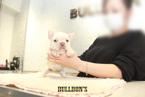 成約済の東京都のフレンチブルドッグ-127569の4枚目