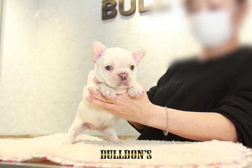 成約済の東京都のフレンチブルドッグ-127569の3枚目