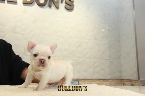 成約済の東京都のフレンチブルドッグ-127569の2枚目