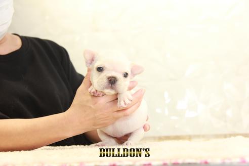 成約済の東京都のフレンチブルドッグ-127570