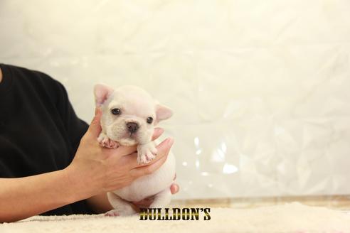 成約済の東京都のフレンチブルドッグ-127570の7枚目