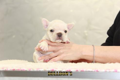 成約済の東京都のフレンチブルドッグ-127570の4枚目