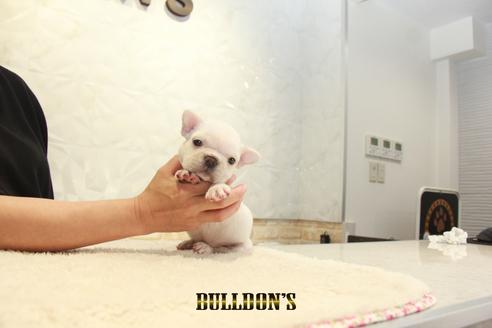 成約済の東京都のフレンチブルドッグ-127570の2枚目