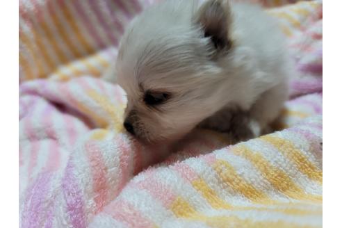 成約済の千葉県のポメラニアン-126061の4枚目