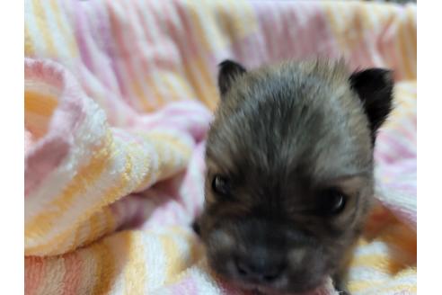 成約済の千葉県のポメラニアン-126063の4枚目