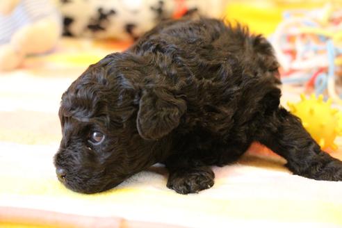 成約済の愛知県のトイプードル-126393の21枚目