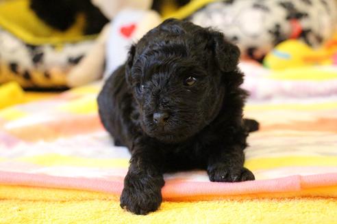 成約済の愛知県のトイプードル-126393の20枚目