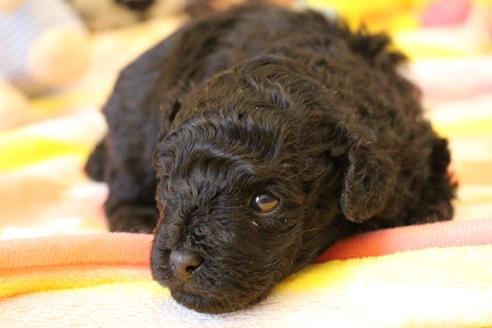 成約済の愛知県のトイプードル-126393の19枚目