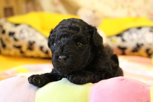 成約済の愛知県のトイプードル-126393の18枚目