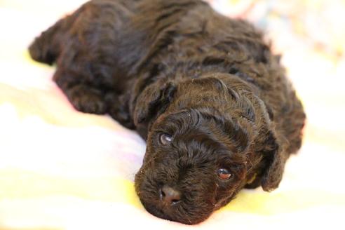 成約済の愛知県のトイプードル-126393の17枚目