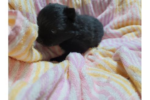 成約済の千葉県のポメラニアン-126062の4枚目