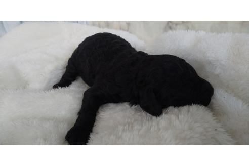 成約済の埼玉県のトイプードル-127557の11枚目